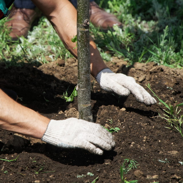 CT-Mietshop – Gartengestaltung – Bepflanzung CT-Mietshop - Gartengestaltung - Bepflanzung